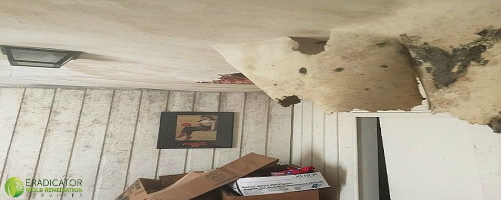 Mold on ceiling drywall