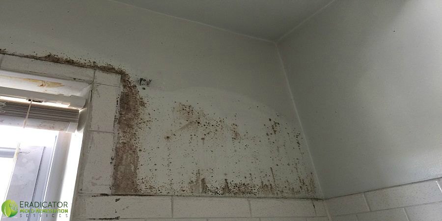 mold growth in shower