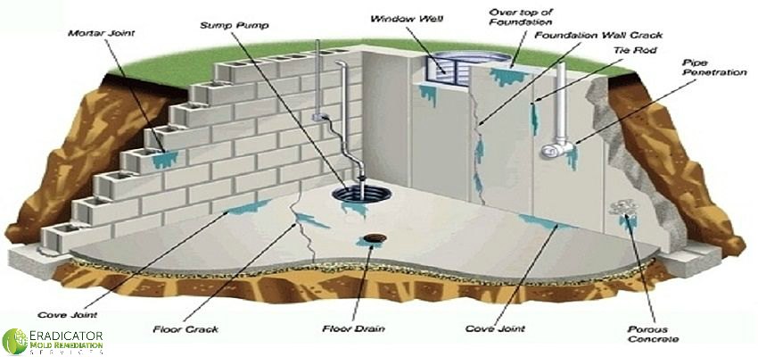 sources of mold growth in home