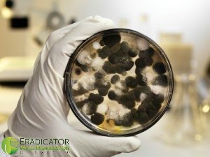 Scientist inspecting petri dish at mold lab