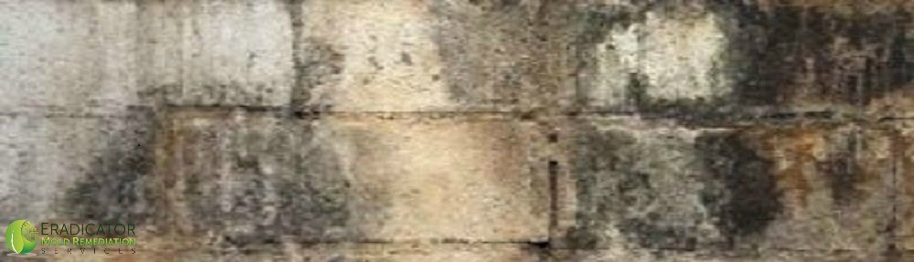 mold growth observed on cinderblock wall caused by water intrusion in home