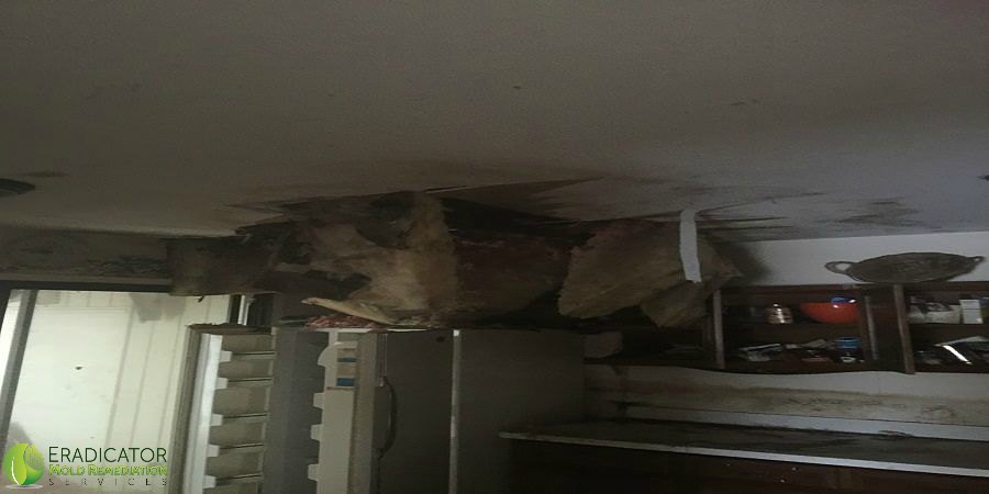 mold growth in foreclosed home