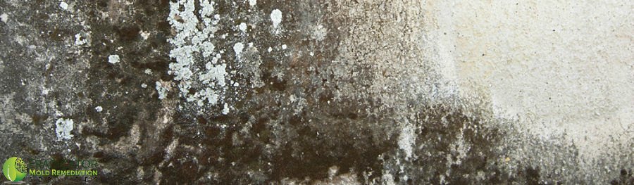 mold on basement wall