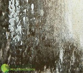 Mold in New Jersey