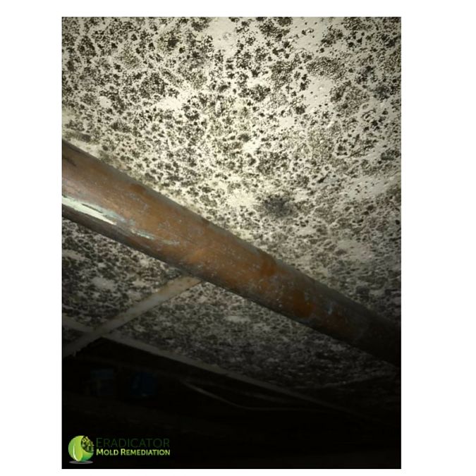 mold spores on ceiling tiles