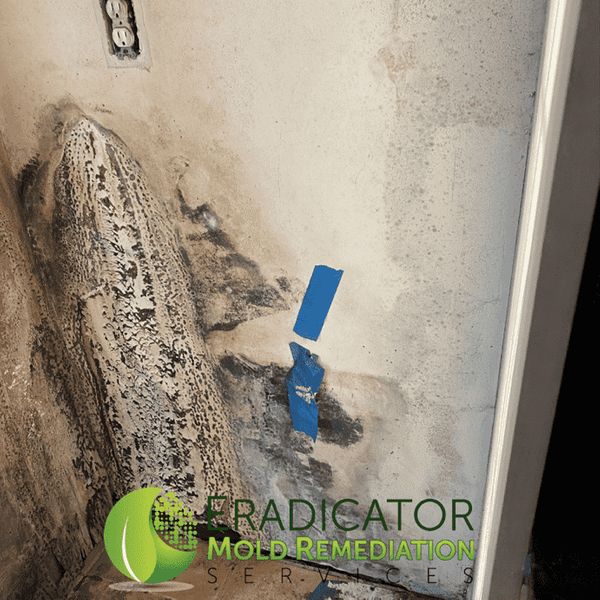 Mold growth on drywall behind fridge