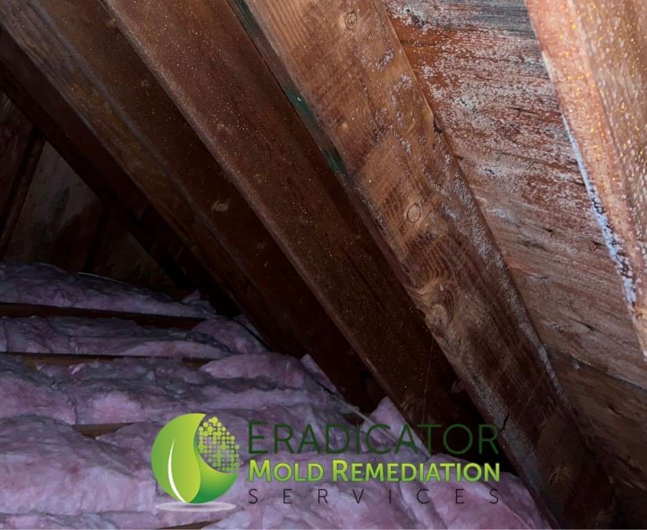mold growth in attic