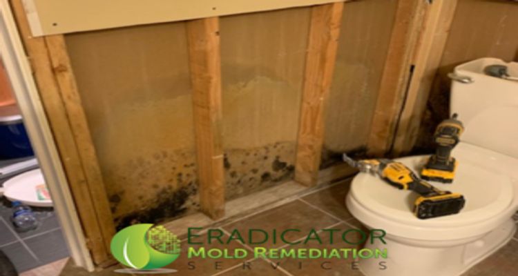 mold found on bathroom drywall