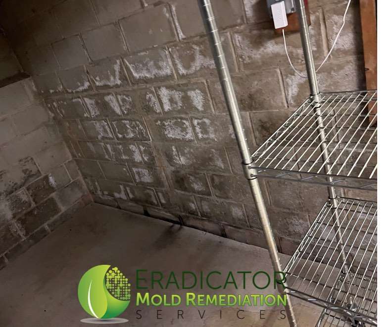 Efflorescence witnessed on walls is not mold