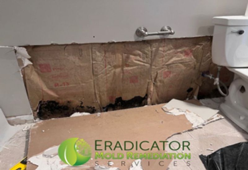 mold growth on insulation in bathroom