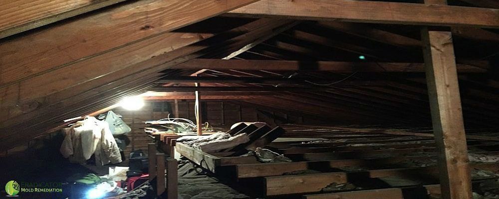 Mold growth on items stored in attic
