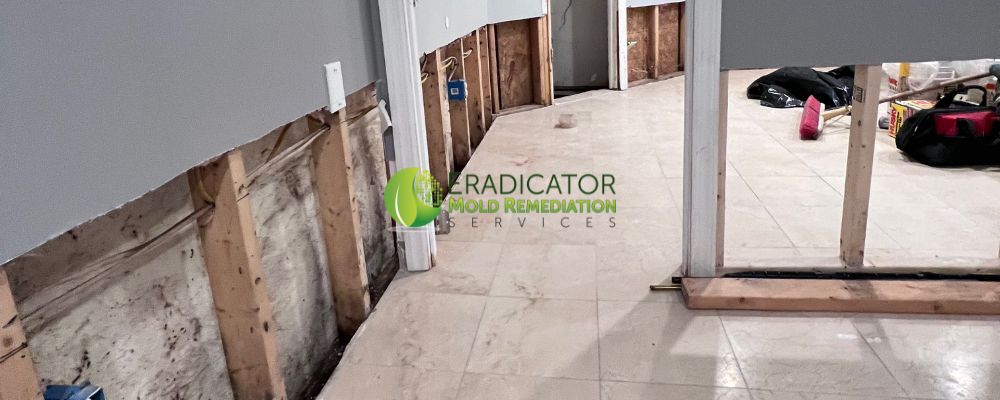 Basement mold remediation