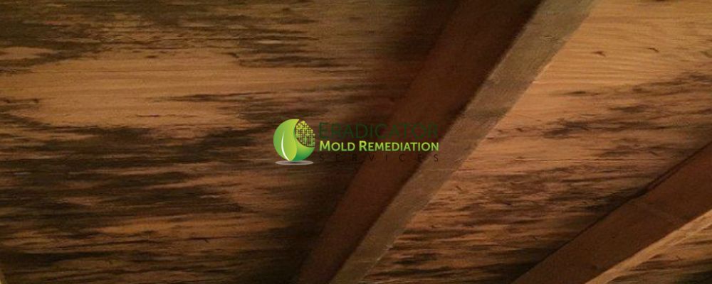 Mold on attic sheating caused from roof leak