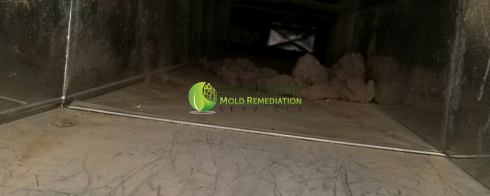 dust mites, pollen, hairs from pets, and even mold spores within home's air ducts
