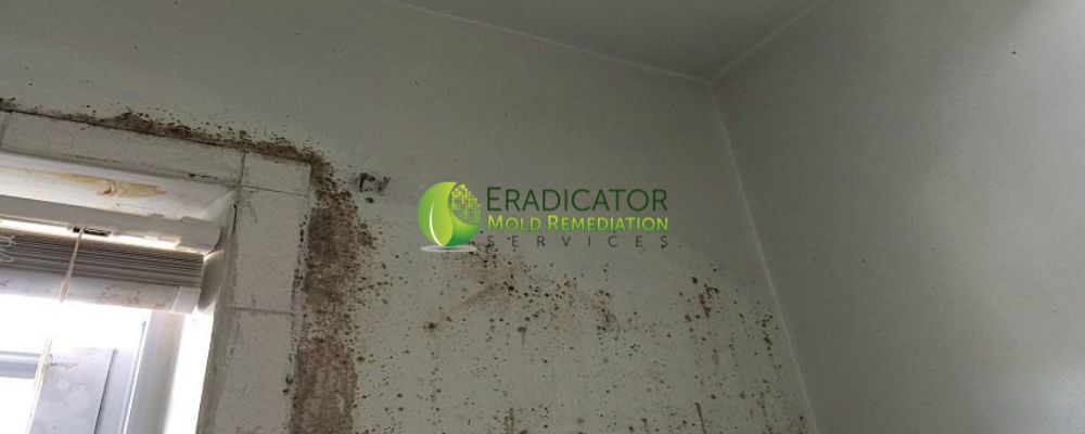 Mold growth on drywall in shower