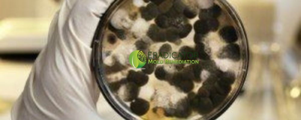 Mold Petri Dish