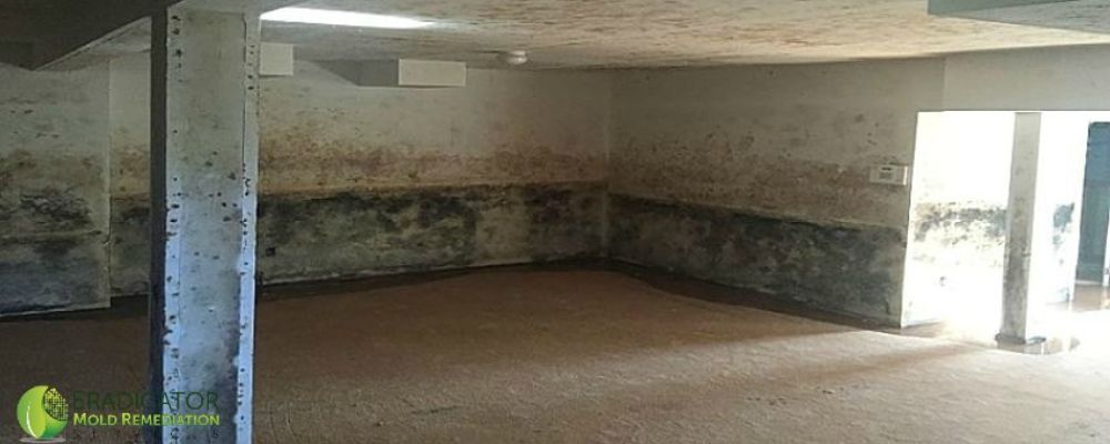 Mold growth in abandoned home