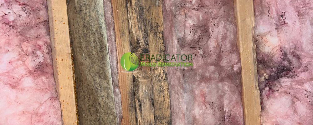 Mold activity on insulation and joists