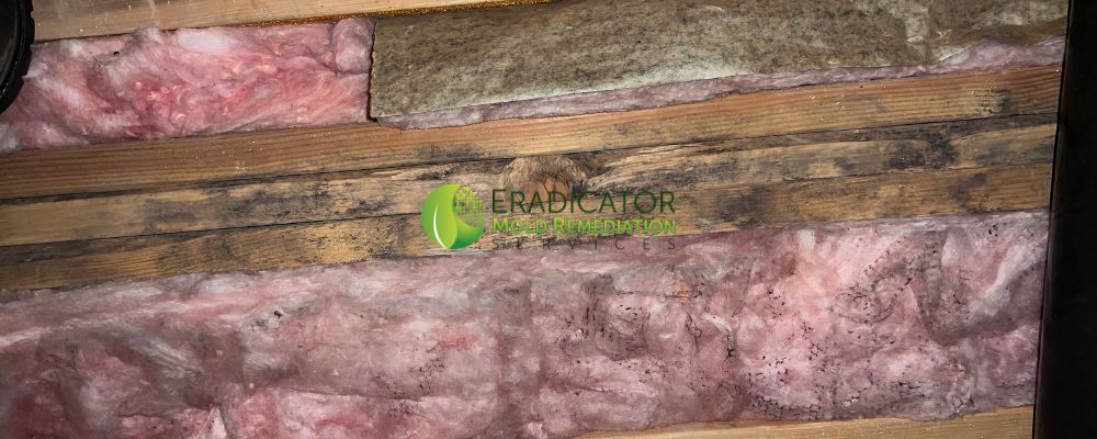 Mold on insulation