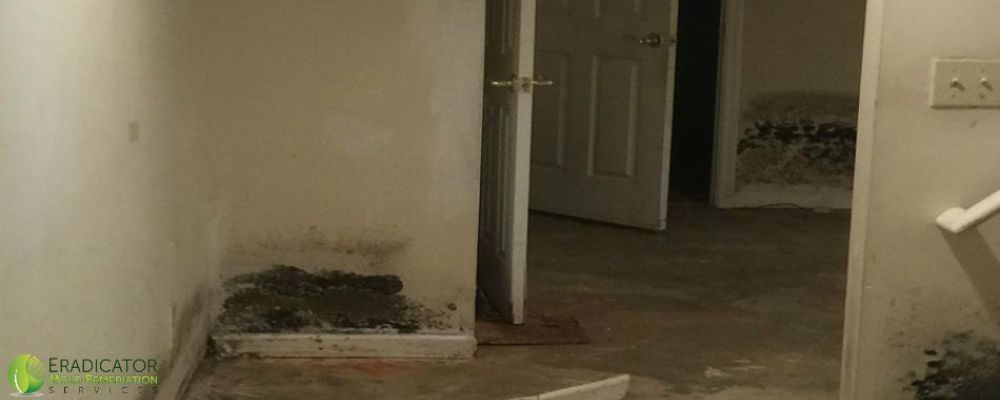 Mold growth observed on basement drywall and crown moldings