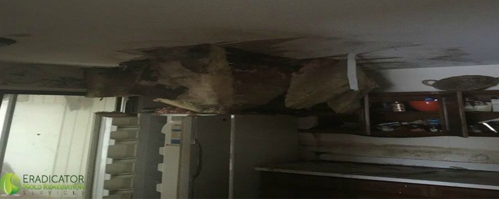 Mold growth in foreclosed home