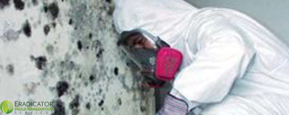 Black Mold Tampa