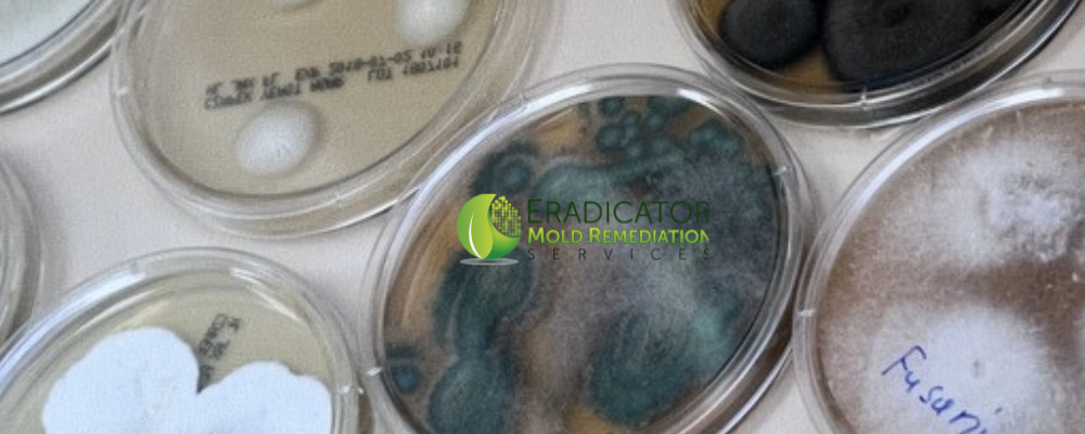 Petri dish with mold spores being examined in the lab