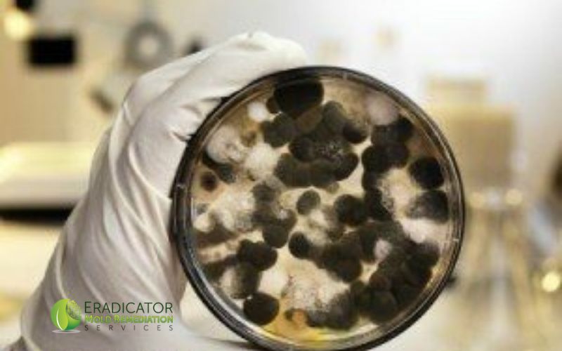 Mold Testing in Lab