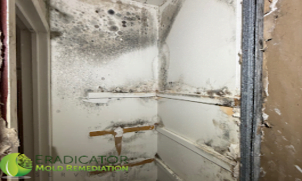 mold in closet
